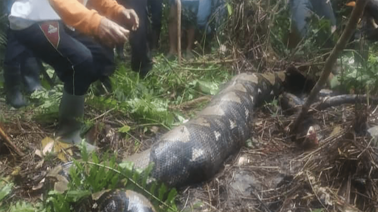 Missing Indonesian grandmother eaten alive by 22foot python Fox News
