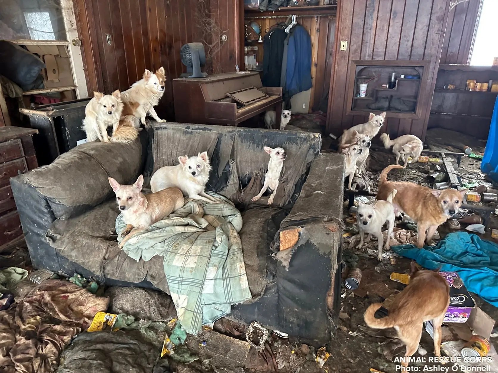 Tennessee police discover 76 dogs living in abandoned home report