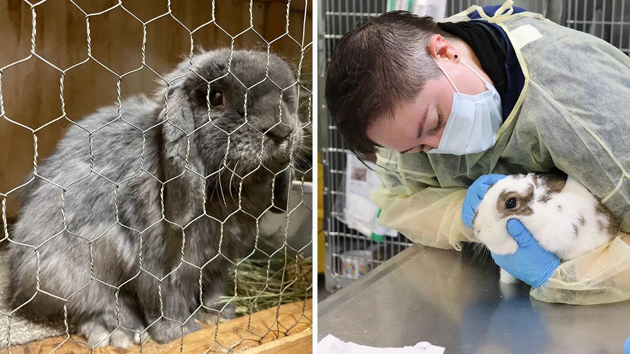 Over 240 rabbits confiscated from Washington home go up for adoption
