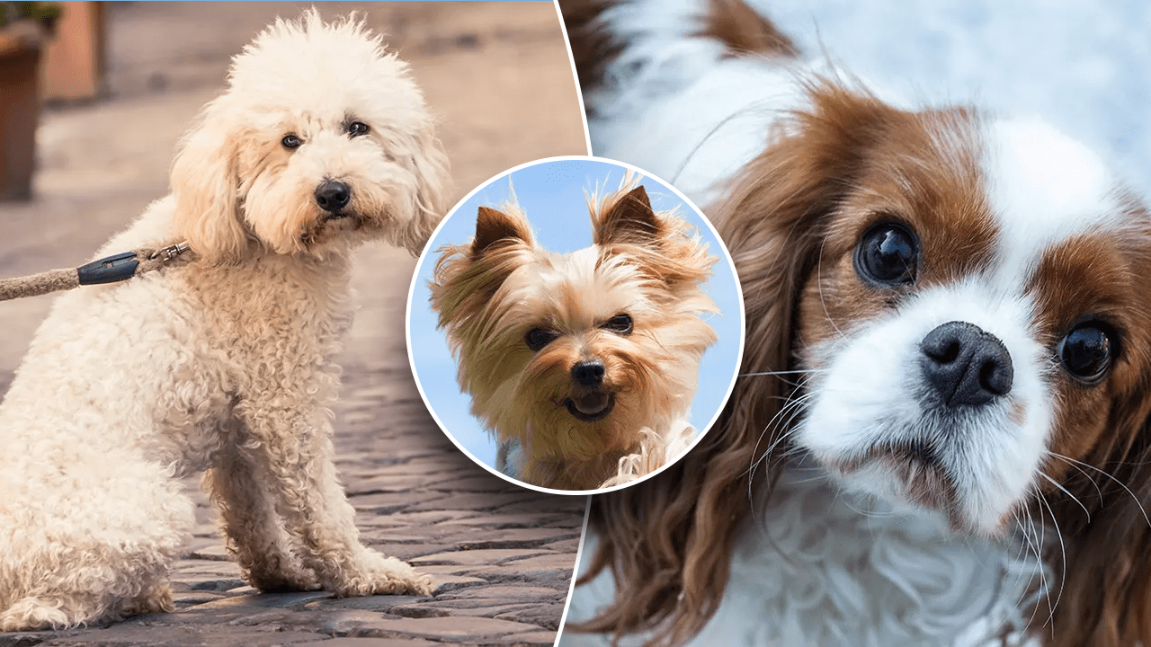 Top 3 things to think about when giving a pet as a holiday gift