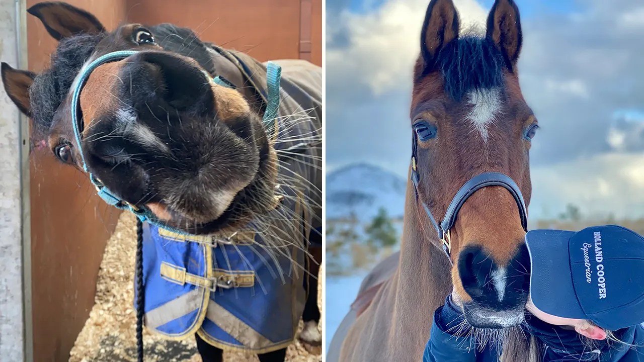 Horse goes viral on TikTok for funny dance moves as owner says ‘Twinkle