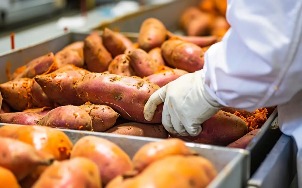 Processed Sweet Potatoes Market