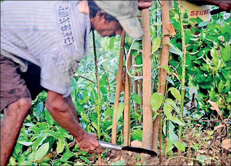 Brutalised and Sri Lankan cinnamon peelers recognised in new