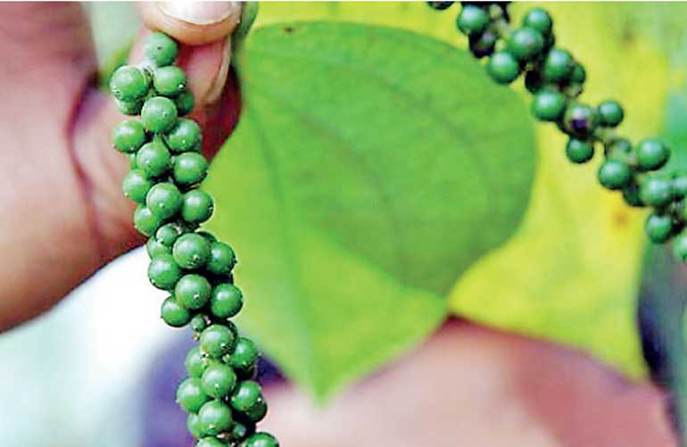 Raising standards in the Sri Lankan pepper industry Daily FT