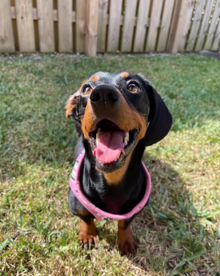 Dachshund Puppies Rescue South Florida Florida Dachshund