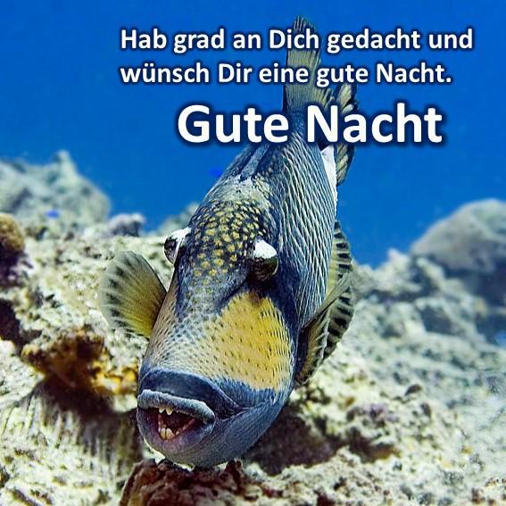 Download Good Night Sayings in German android on PC