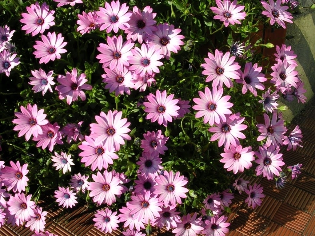 Fiori Tipo Margherite Viola : Fiori margherita - Fiori di piante