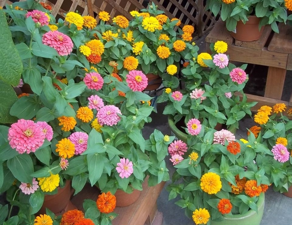 Fiori da vaso Fiorista Fiori per vaso