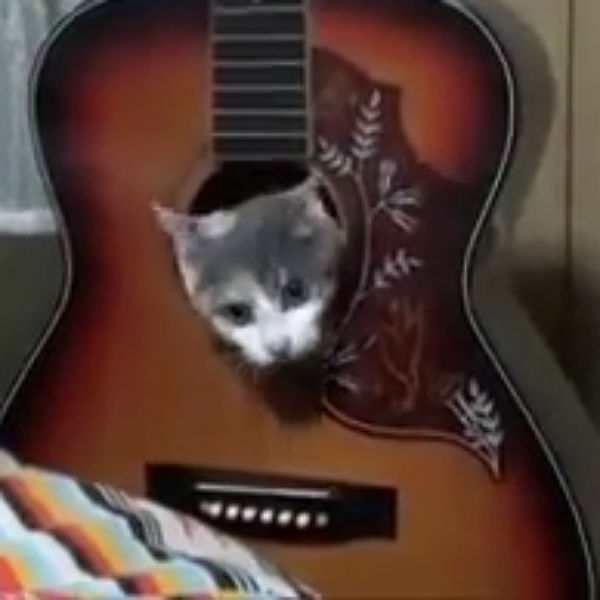 Watch solid proof that cats and music definitely do not