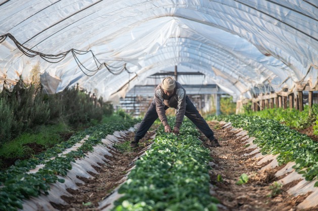 Beating Plastic Air pollution in Our Meals Techniques — International Points