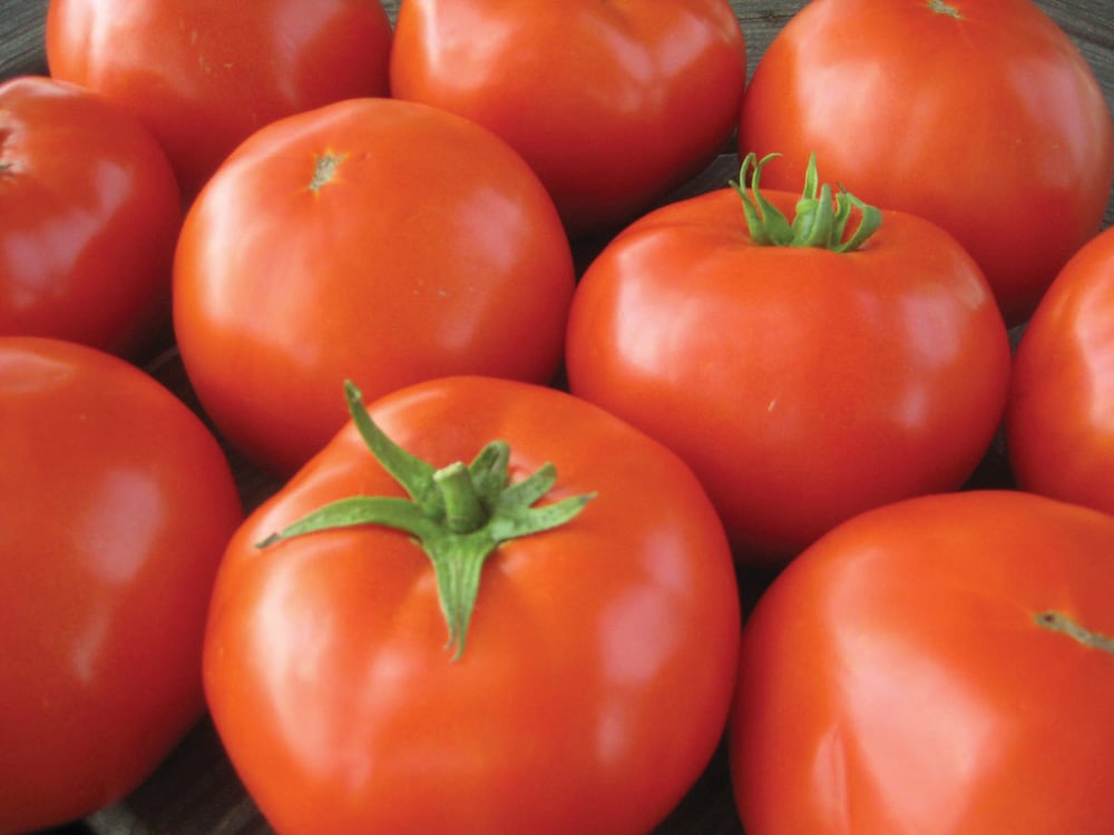 Start thinking about potatoes and tomatoes this month Grainews