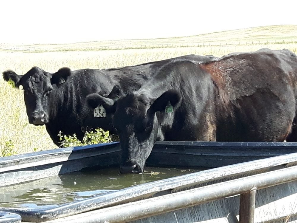 Water and shade reduce impact of heat stress on cattle Grainews