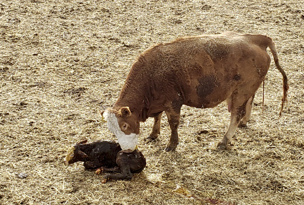 Get and keep cows ready for rebreeding Grainews
