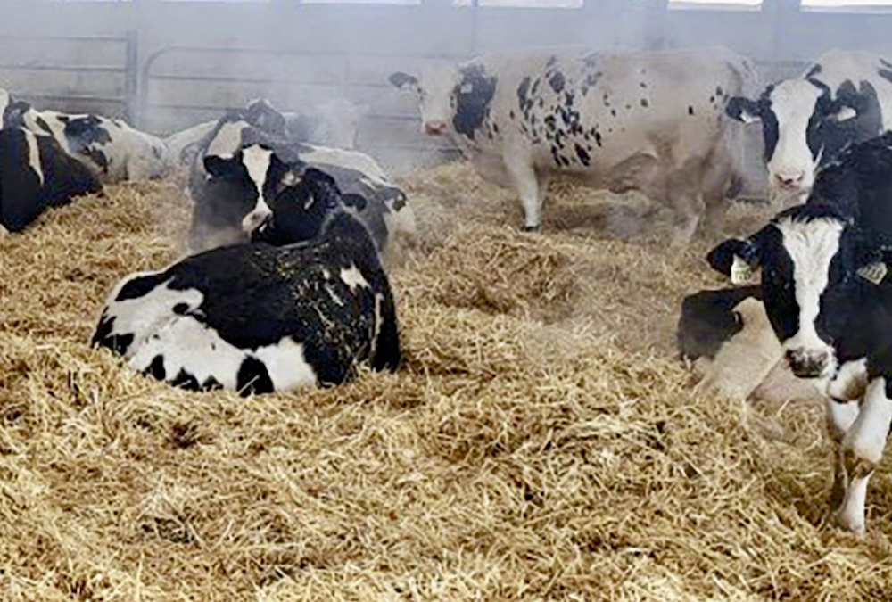 Consider a twostage dry cow feeding program Grainews