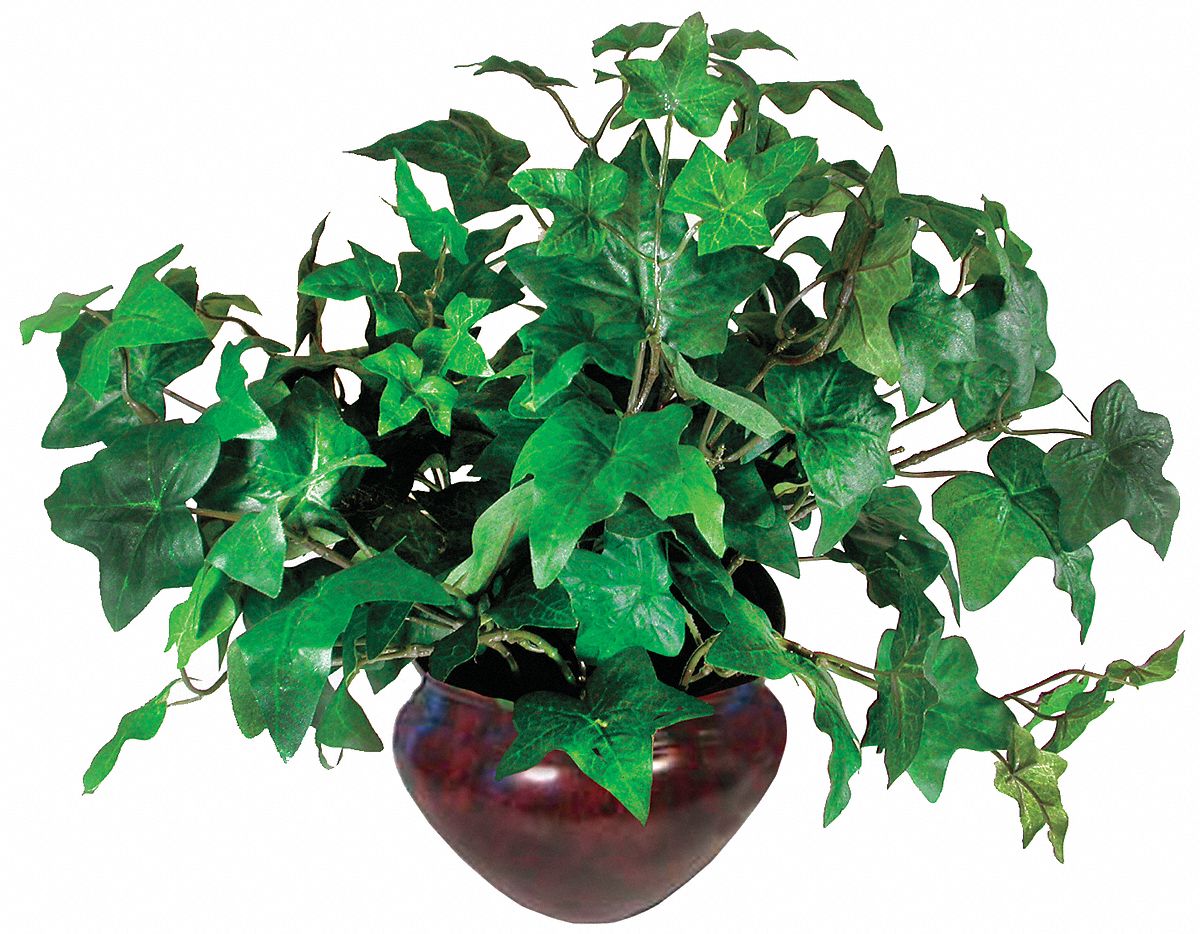 7 in Silk Ivy Plant, Green Grainger