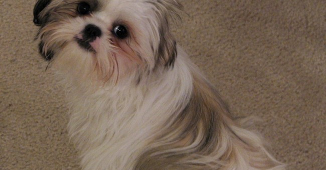 Shih Tzu temperamento, prezzo e cure GreenStyle