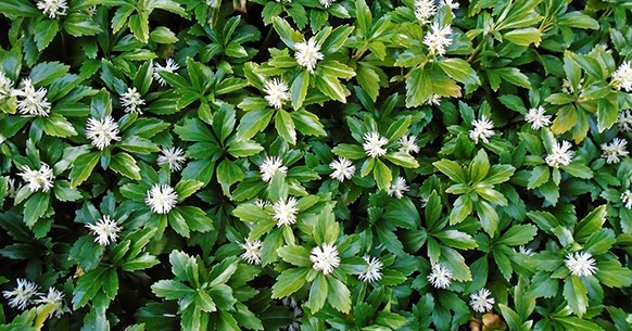 Trova tantissime idee per piante sempreverde. Piante Perenni Sempreverdi Da Giardino Idee Profumate Greenstyle