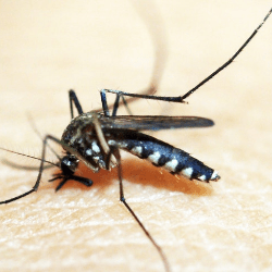 Telur Nyamuk Aedes aegypti Dapat Bertahan Berbulan-bulan - Guesehat