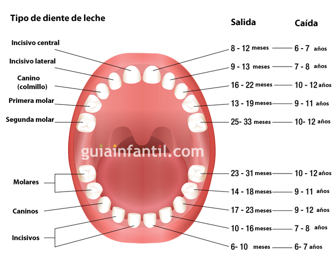 La salida y caída de los dientes de leche en la infancia