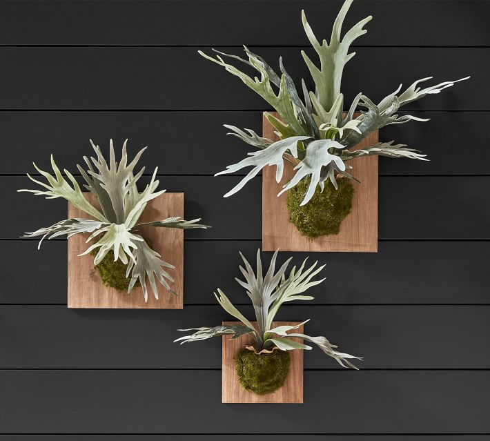 Faux Indoor/Outdoor Mounted Staghorn Ferns Pottery Barn Havenly