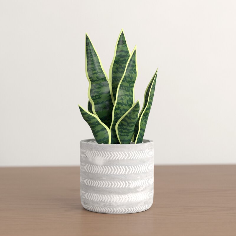 Snake Plant in Pot Wayfair Havenly