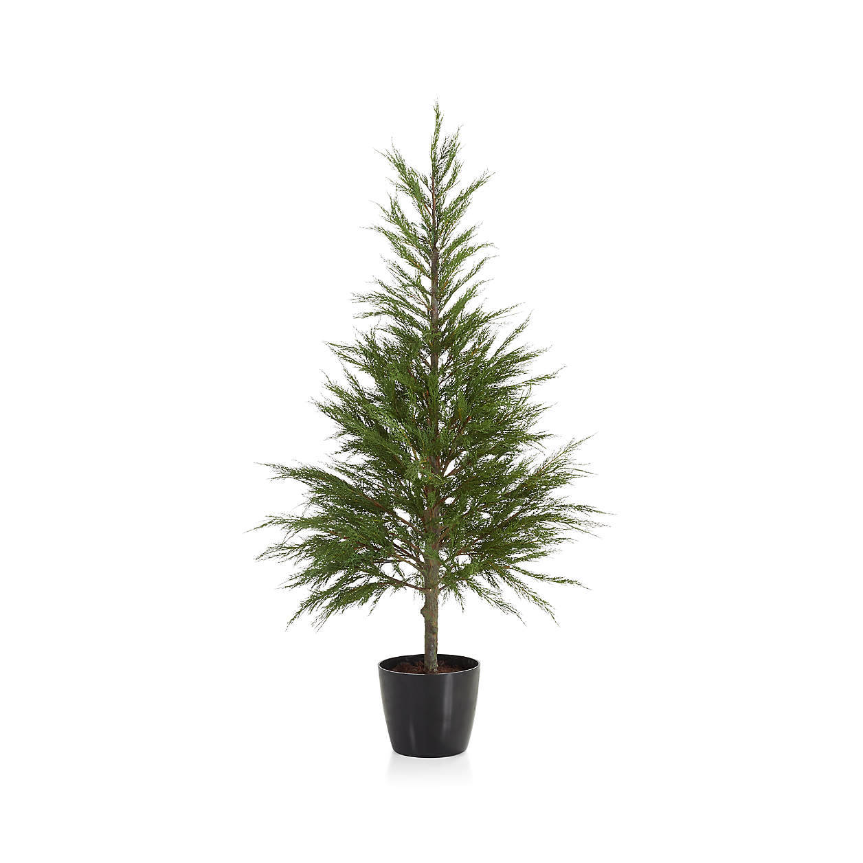 Faux Potted Cypress Tree 6' Crate and Barrel Havenly