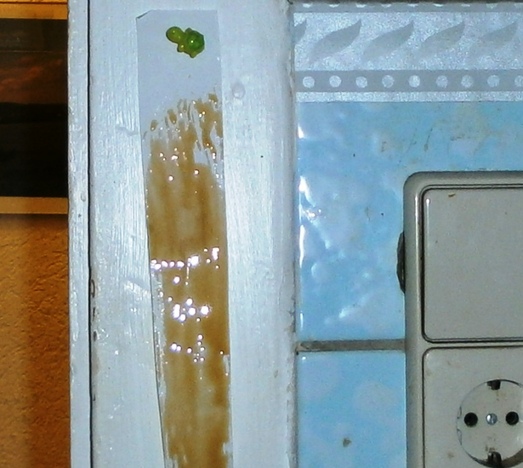 VIDEO Fliegenfalle selber machen