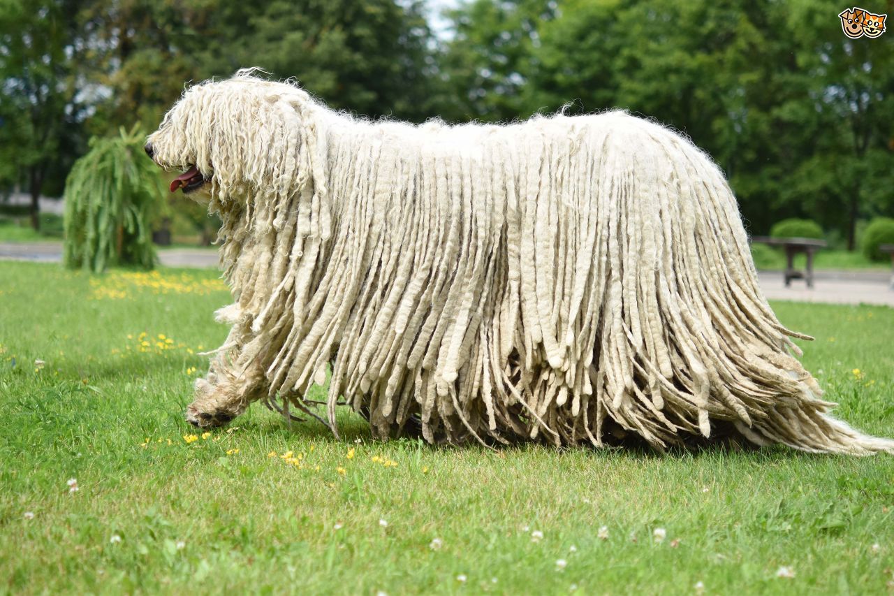 The Largest Dog Breeds in the World HorizonTimes Page 13