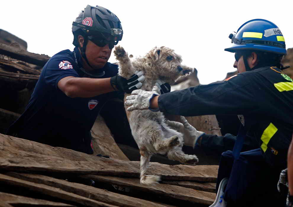 15 Amazing Humans Who Heroically Saved Animals HorizonTimes