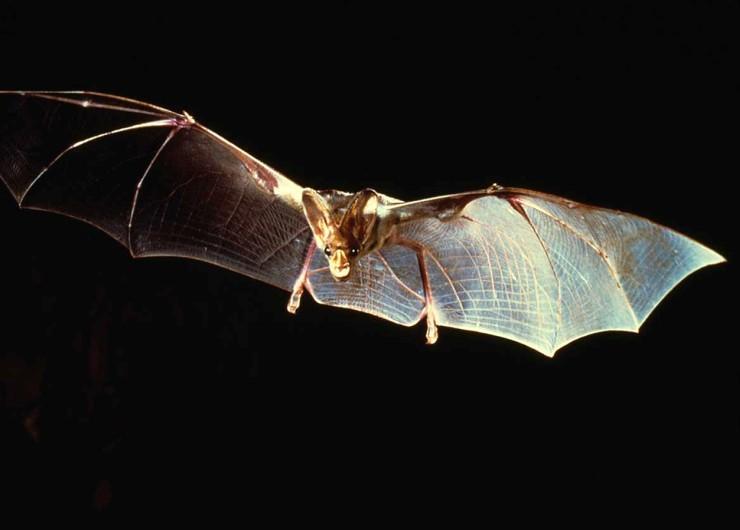 These Are The Most Dangerous Species Worldwide HorizonTimes Page 22