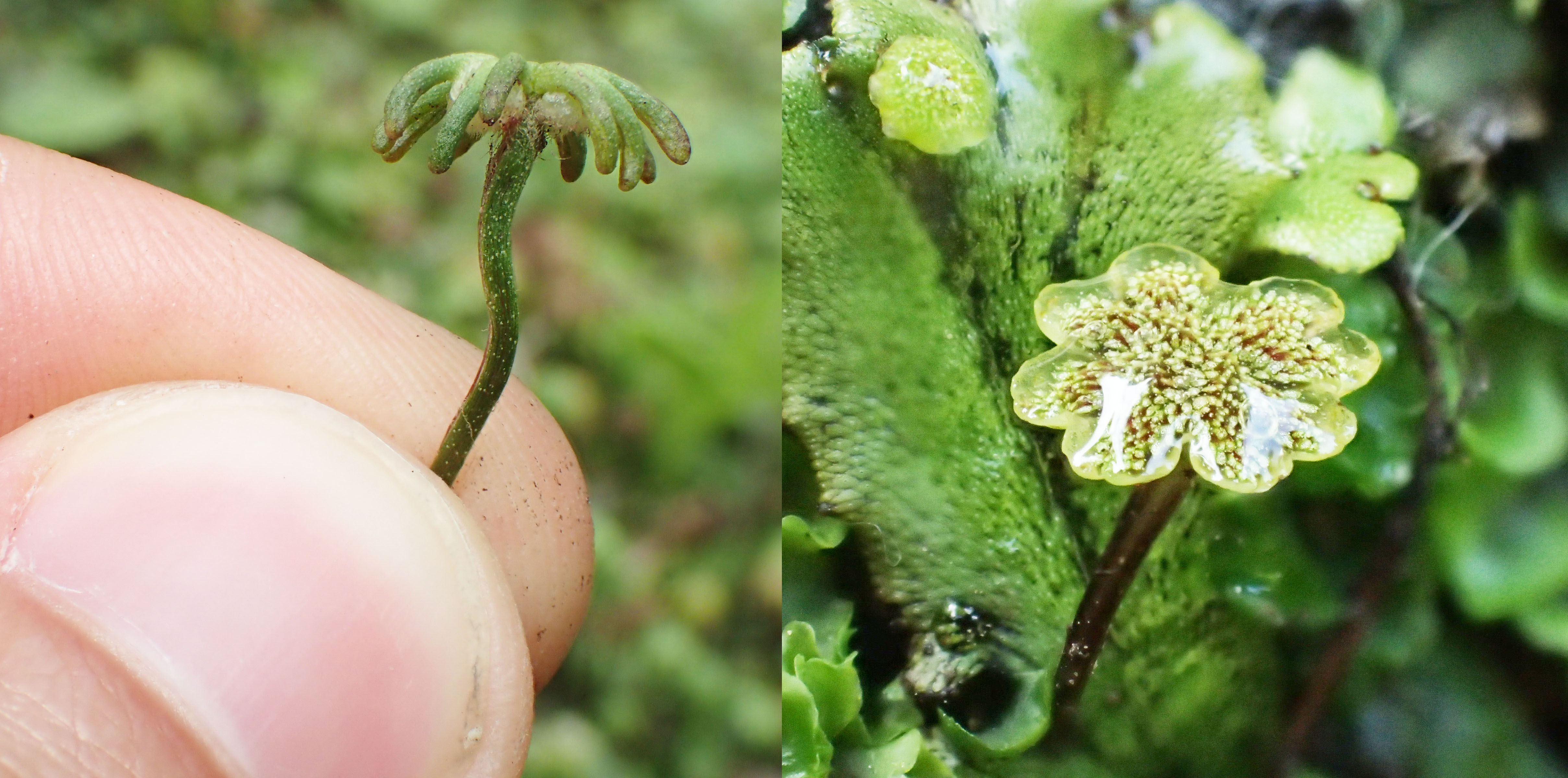 TeamCambridgeJIC/Marchantia