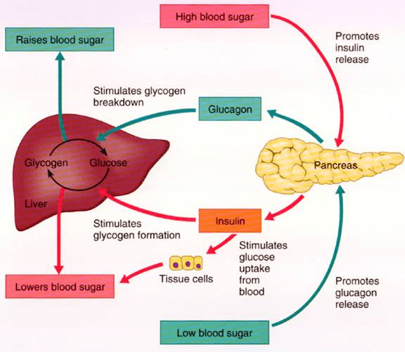 Negative Feedback Loop Insulin