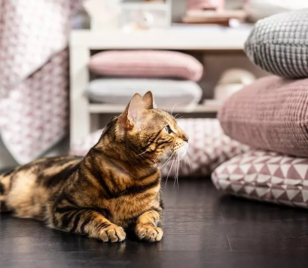 IKEA Santo Domingo Pets policy