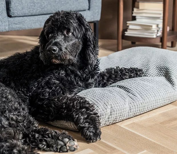 IKEA Santo Domingo Pets policy