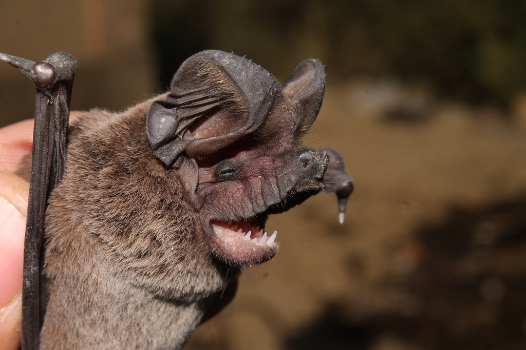 Pocketed Freetailed Bat from Baviácora, Son., México on November 12