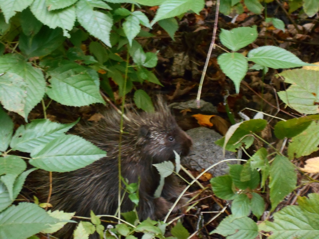 North American Porcupine from 475 County Rd NP, Ellison Bay, WI 54210