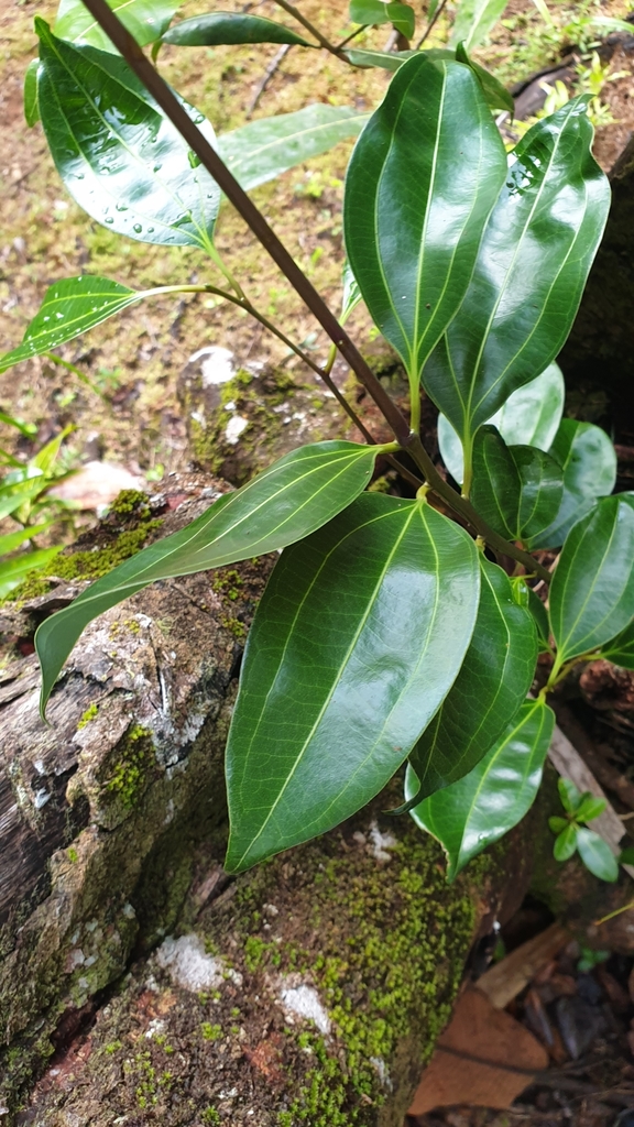 Cinnamon tree from Baie Sainte Anne, Seychelles on November 18, 2020 at