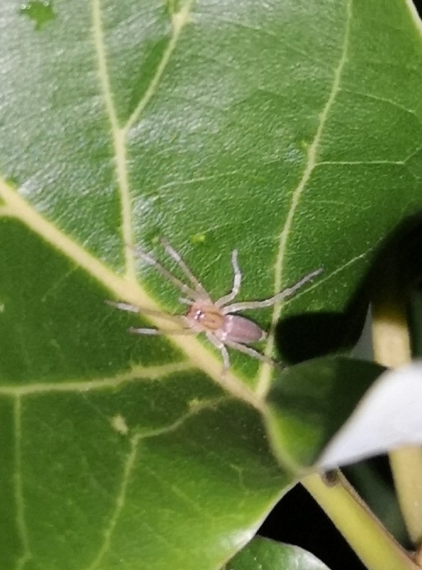 Ghost Spiders from 4 Muntaz Avenue, Endeavour, Endeavour, Trinidad and Tobago on November 21