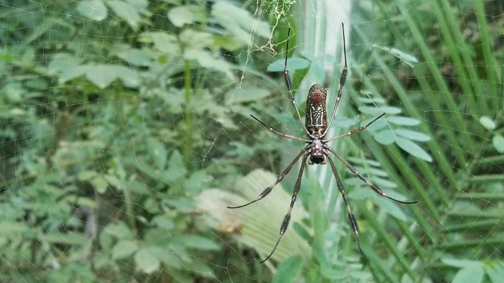 Golden Silk Spider from Bahía de Banderas, Nayarit, Mexique on December