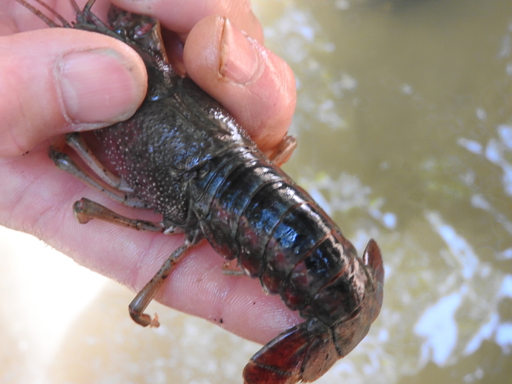 White River Crayfish (Crayfishes of · iNaturalist