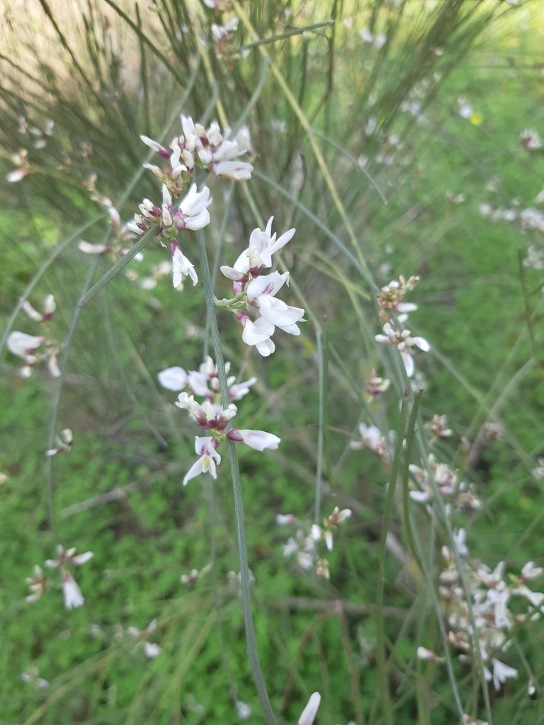 bridal veil broom from Sidi Bou Said, Carthage, Tunisia on February 28