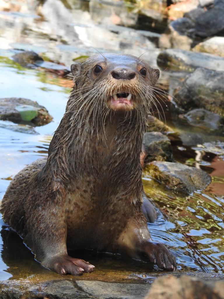 Neotropical River Otter from Zihuatanejo de Azueta, Gro., México on