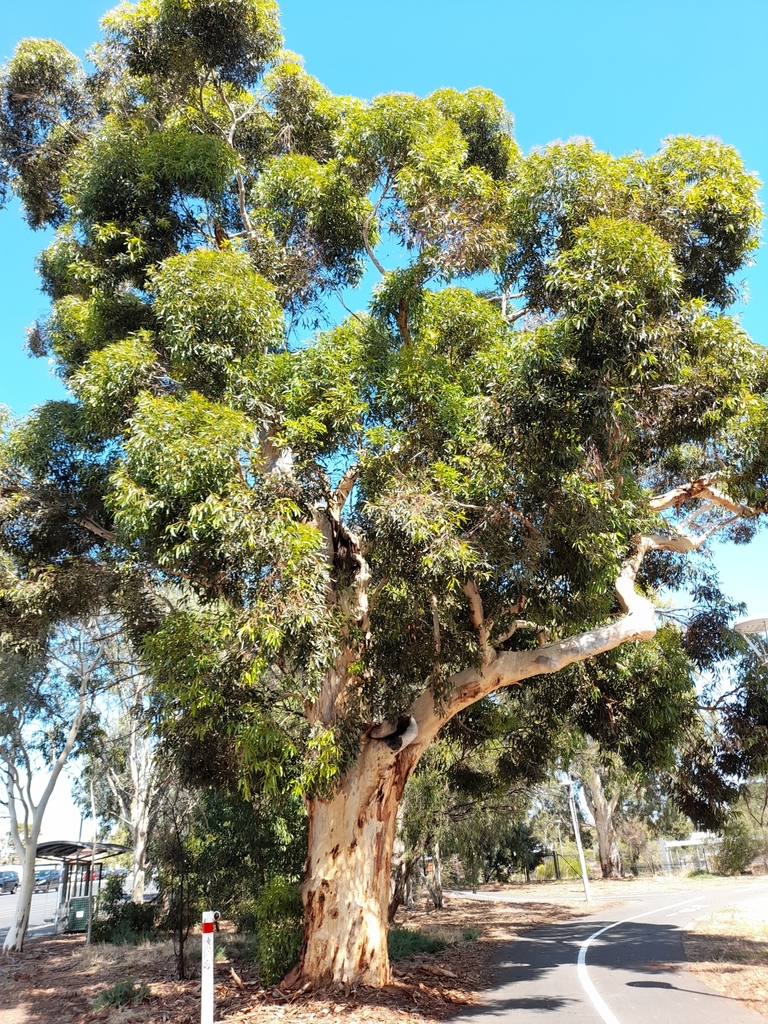 sugar gum from Stop 1 Anzac Hwy North West side, Adelaide SA 5000