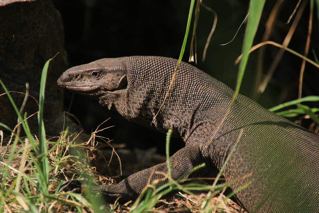 Top 115 + Uda animal in english