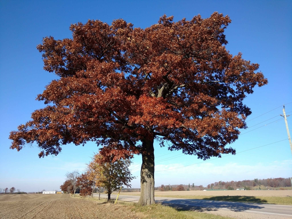 northern pin oak in October 2017 by Mathis Natvik · iNaturalist
