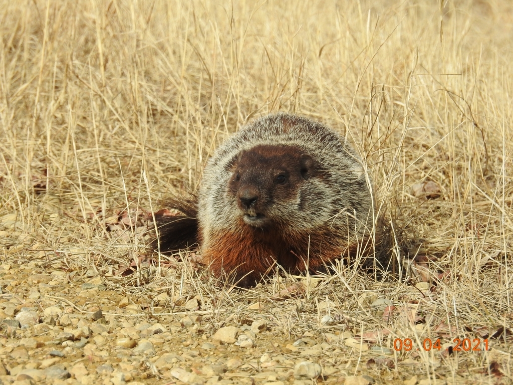 Groundhog from Jarvie, AB T0G 1H0, Canada on April 9, 2021 at 0529 PM