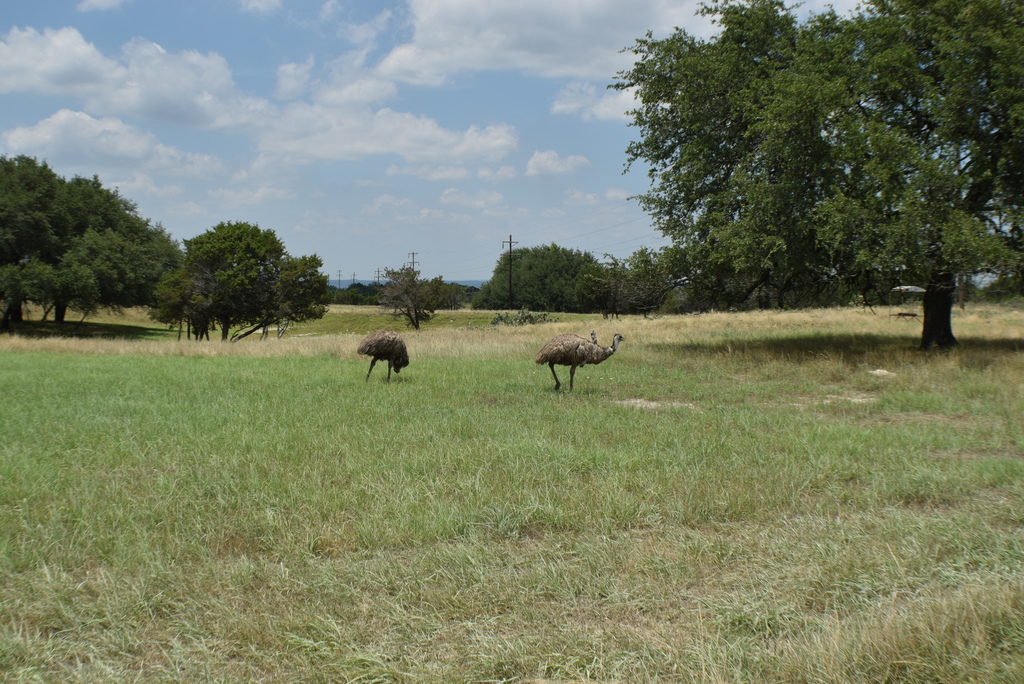 Emu from 2299 County Road 2008, Glen Rose, TX 76043, USA on June 8