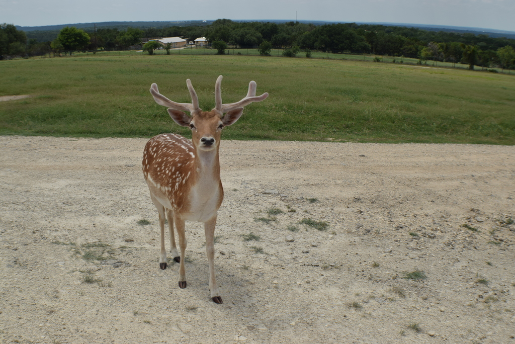 European Fallow Deer from 2299 County Road 2008, Glen Rose, TX 76043