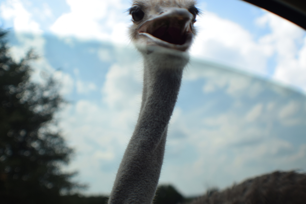 Ostriches from 2299 County Road 2008, Glen Rose, TX 76043, USA on June