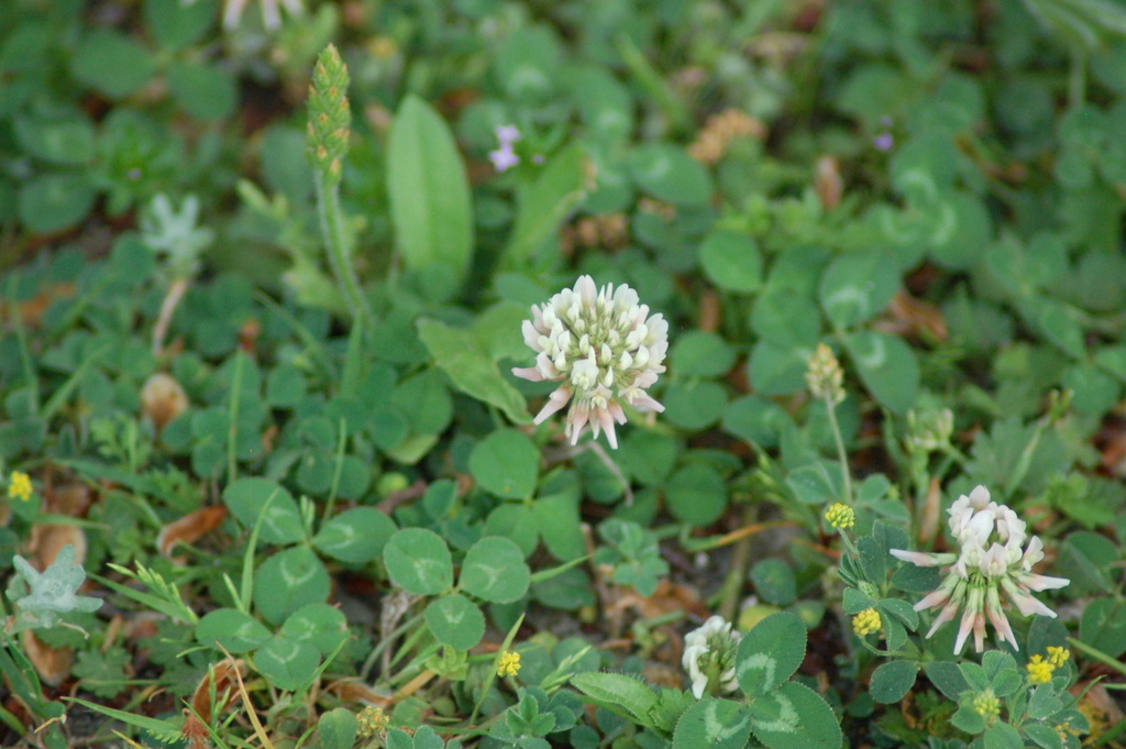 white clover from 1770 Holford Rd, Garland, TX 75044, USA on April 10